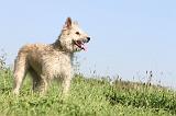 BOUVIER DES ARDENNES 111